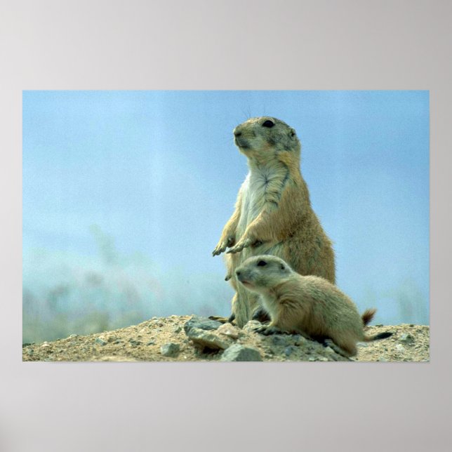 Poster Mère Et Bébé De Chien Des Prairies (Devant)