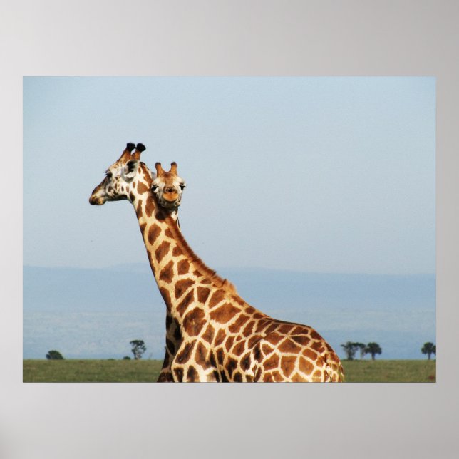 Poster Mère et bébé girafe embrassant (Devant)