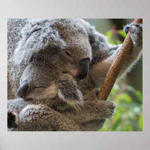 Poster Mère et bébé joey koalas dorment bouddin