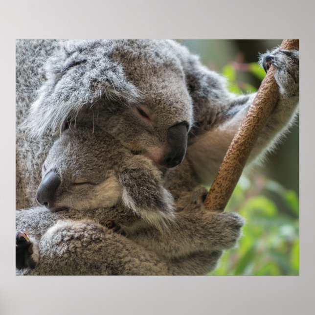 Poster Mère et bébé joey koalas dorment bouddin (Devant)