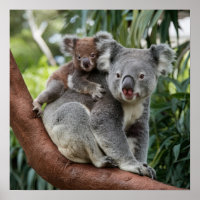 Mère et bébé Ours Koala
