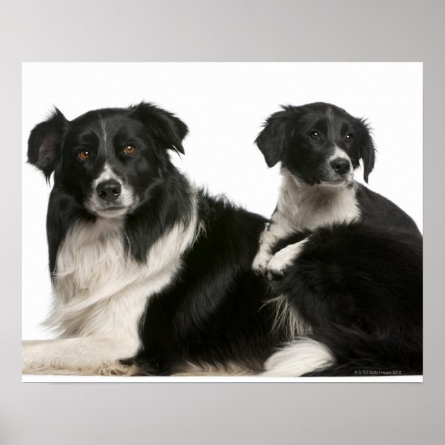 Poster Mère frontière collie et chiot (Devant)