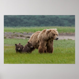 Poster Mère Grizzly Oear avec des petits jumeaux