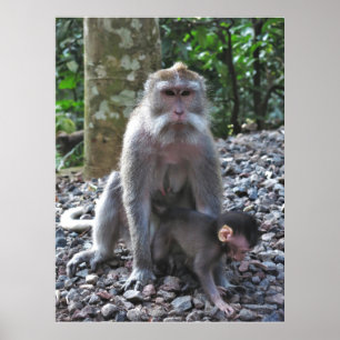 Poster Mère Macaque et bébé