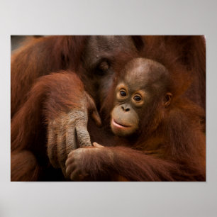 Poster Mère orang-outan et bébé au zoo