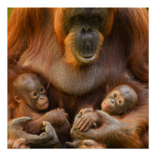 Poster Mère Orangoutane tenant deux bébés