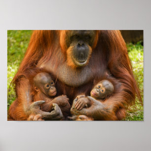 Poster Mère Orangoutane tenant deux bébés