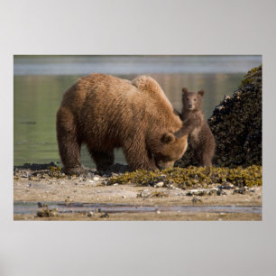 Poster Mère ours grizzly avec ourson sur une plage