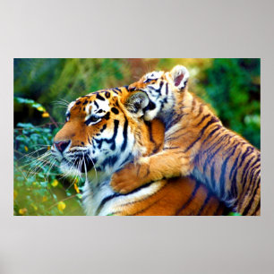 Poster Mère Tigre avec Bébé Cub Escalade et oreille morda