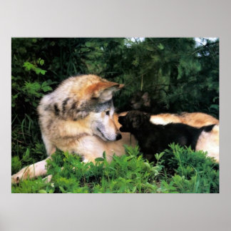 POSTER MÈRE WOLF ÉCOUTE LES PUPS