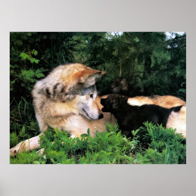 POSTER MÈRE WOLF ÉCOUTE LES PUPS (Devant)
