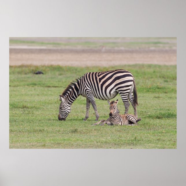 Poster Mère Zebra avec nouveau-né Colt (Devant)