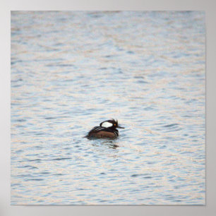 Poster Merganser à capuchon