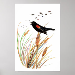 Poster Merle à ailes rouges d'aquarelle - collection