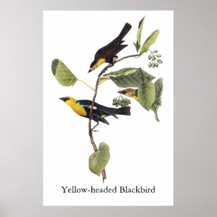 Poster merle Jaune-dirigé - John Audubon