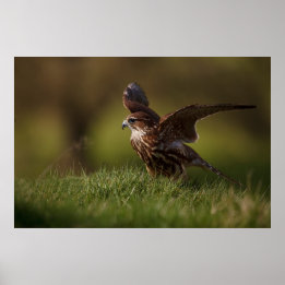 Poster Merlin Falcon prenant l'avion