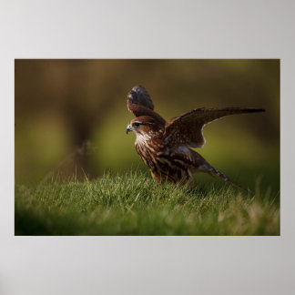 Poster Merlin Falcon prenant l'avion
