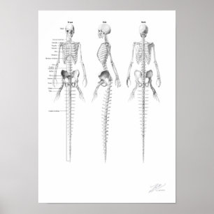 Poster Mermaid Skeleton