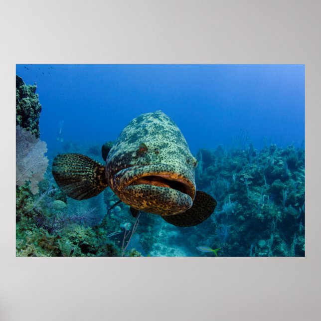 Poster Mérou géant de l'Atlantique (Devant)
