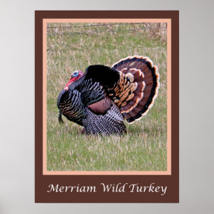 Poster Merriam Wild Turkey