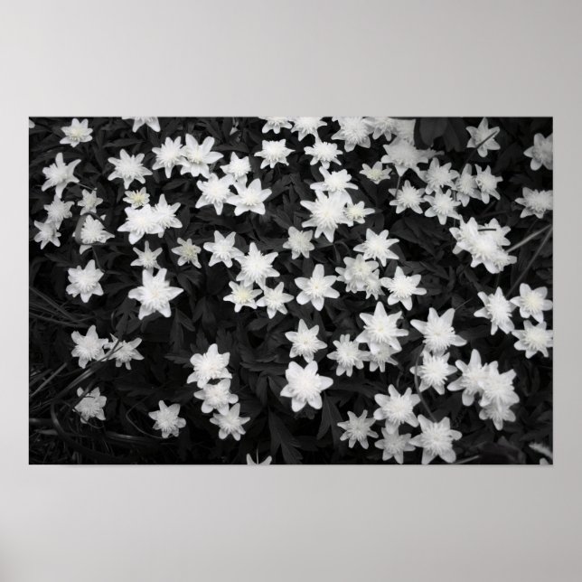 Poster Mers noirs et blancs (Devant)