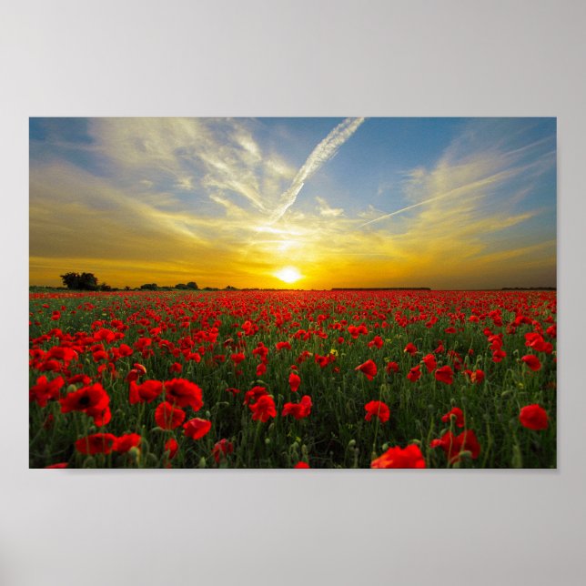 Poster Merveilleux champ de pavot Sunset Horizon (Devant)