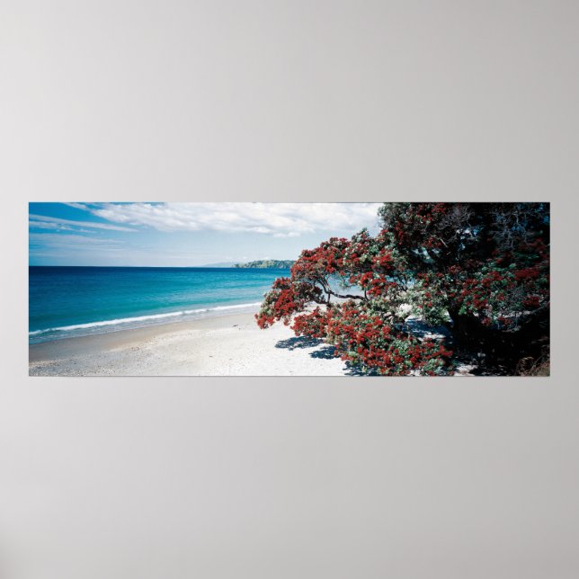 Poster Merveilleux Waiheke - Plage Onetangi (Devant)