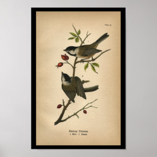 Poster Mésange 1890 de fauvette à tête noire d'impress