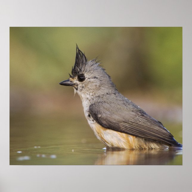 Poster Mésange à crête noire, Baeolophus (Devant)