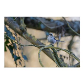 Poster Mésange à longue queue posée