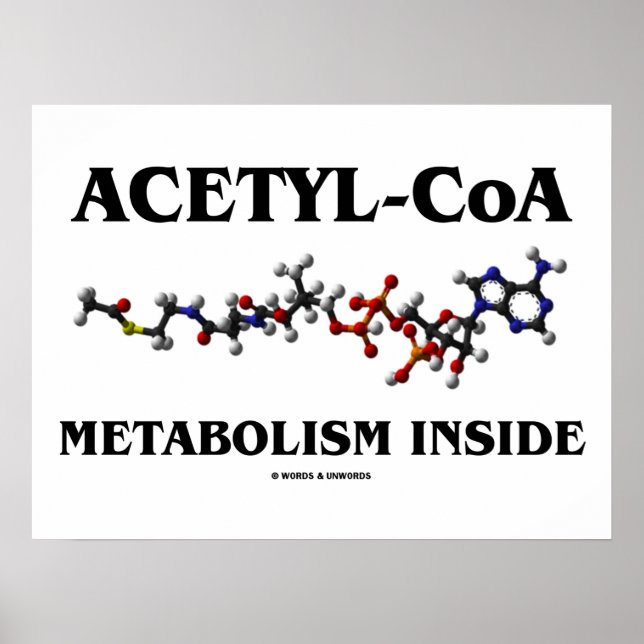 Poster Métabolisme Acétyl-CoA à l'intérieur (molécule chi (Devant)