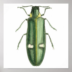 Poster Metallic Wood-Boring Beetle