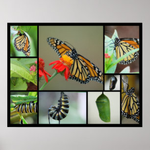 Poster Métamorphose