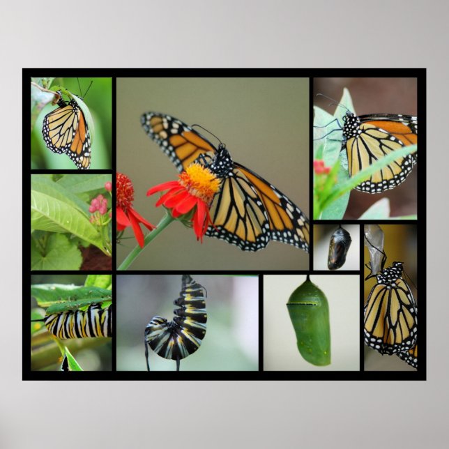 Poster Métamorphose (Devant)