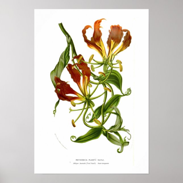 Poster Méthonica plantii (Gloriosa superba) (Devant)