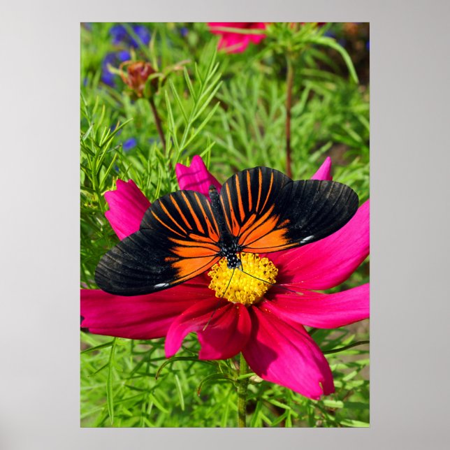 Poster Mexican aster flower with a Doris Longwing  (Devant)