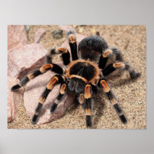 Poster Mexican Red knee Tarantula Spider