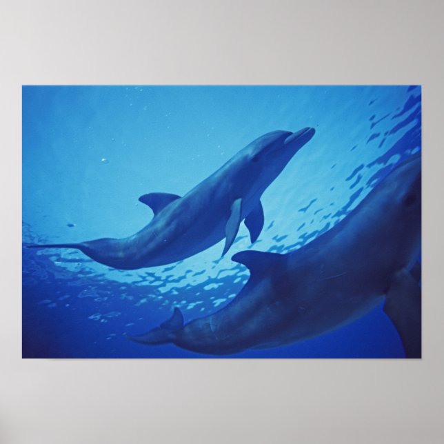 Poster Mexique, Cozumel. Dauphin à col fermé, Tursiops (Devant)