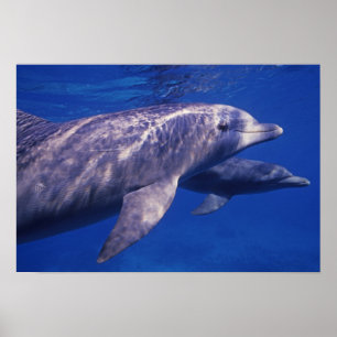 Poster Mexique, Cozumel. Dauphin à gros nez, Tursiops 2
