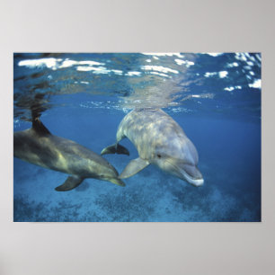 Poster Mexique, Cozumel. Grand dauphin, Tursiops 5