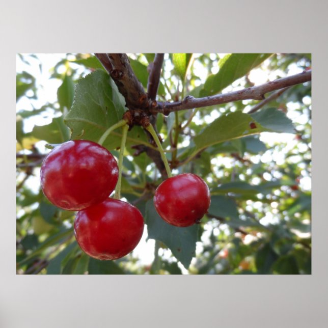 Poster Michigan Cherries (Devant)