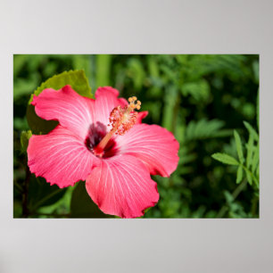 Poster Michigan, Dearborn. Détail De L'Hibiscus Rose