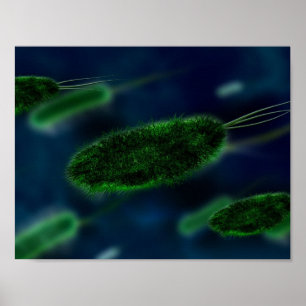 Poster Microbes bactéries