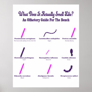 Poster Microbiologie Bench Olfactory Guide