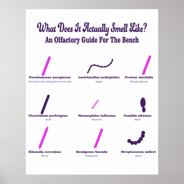 Poster Microbiologie Bench Olfactory Guide (Devant)