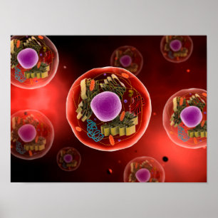 Poster Microscopic View Of Animal Cell 2