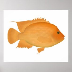 Poster Midas
