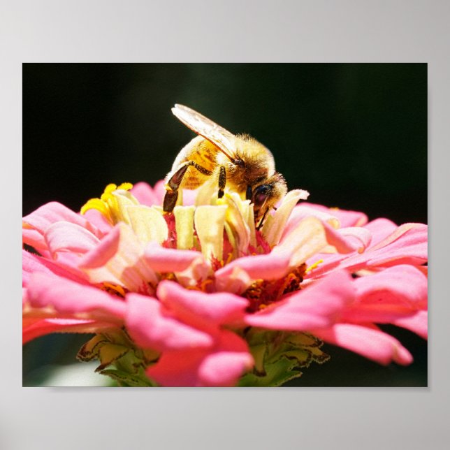 Poster Miel Bee sur rose Zinnia Flower Nature Photographi (Devant)