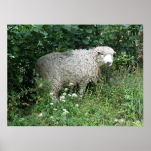 Poster Mignonne Blanc Fluffy Sheep Manger Imprimer