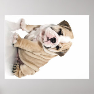 Poster Mignonne Chien-taupe Chien Triste
